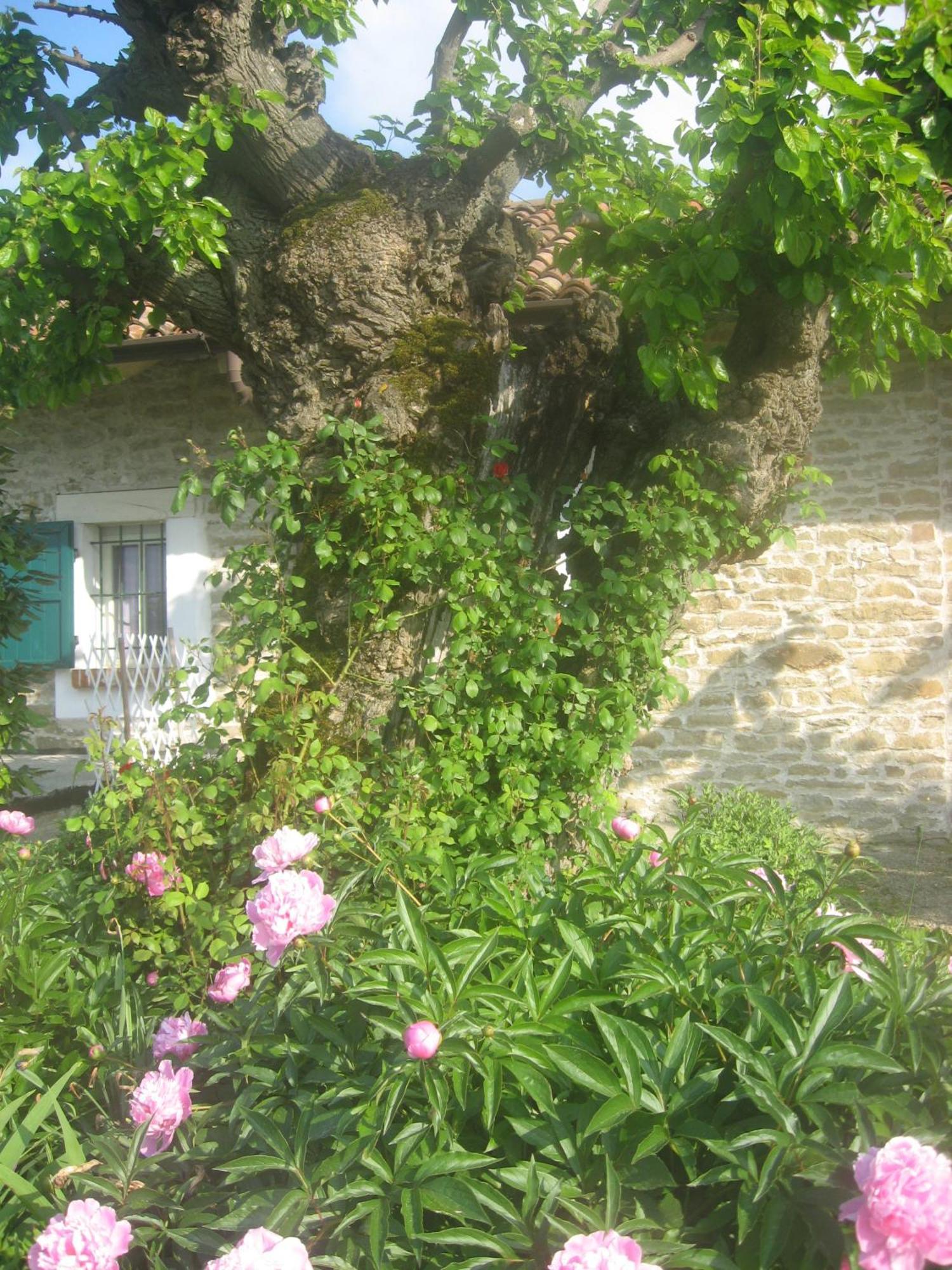 Agriturismo Cascina Serra Cossano Belbo Buitenkant foto