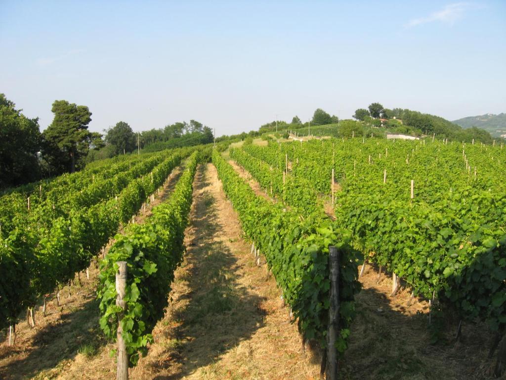 Agriturismo Cascina Serra Cossano Belbo Kamer foto